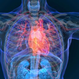 x-ray heart