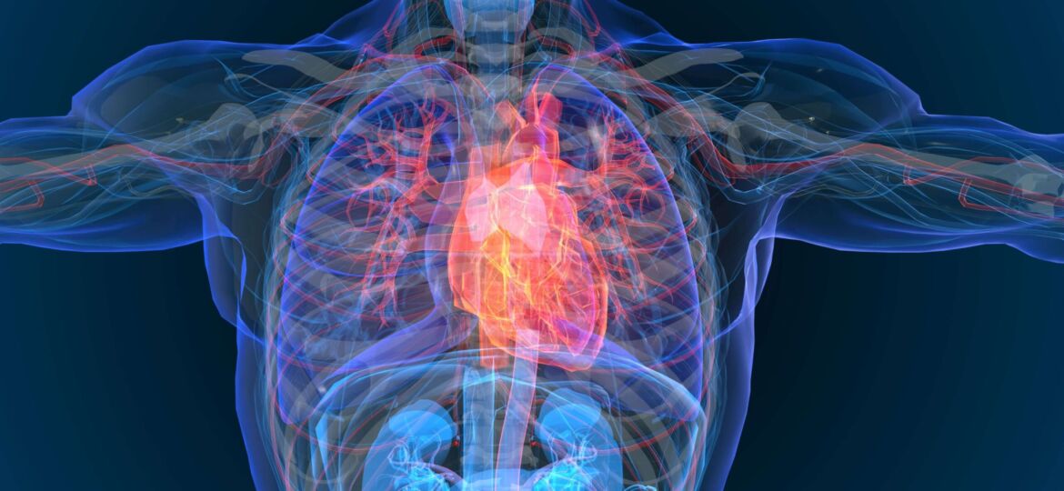 x-ray heart